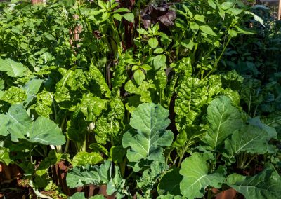 Permaculture Design